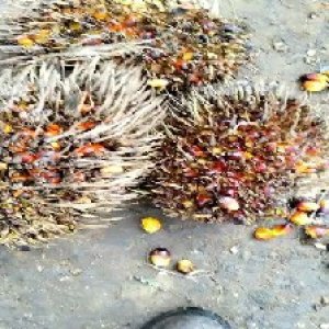 overripe_train (1002).jpg