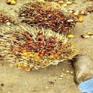 overripe_train (1003).jpg