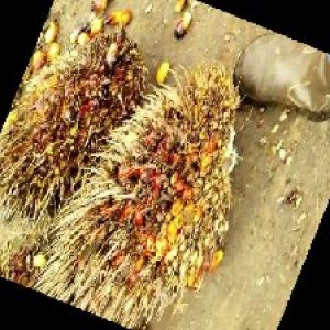 overripe_train (1004).jpg