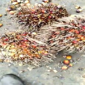 overripe_train (1006).jpg