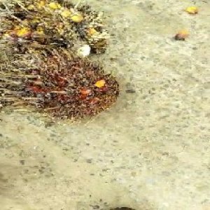 overripe_train (1011).jpg