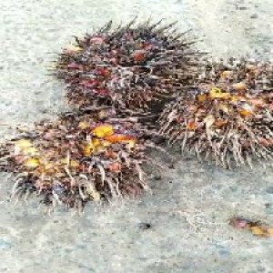 overripe_train (1020).jpg