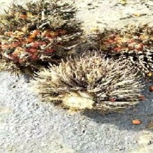 overripe_train (1026).jpg