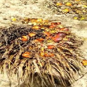 overripe_train (103).jpg