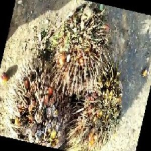 overripe_train (1032).jpg