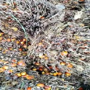 overripe_train (1036).jpg