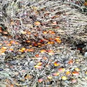 overripe_train (1037).jpg