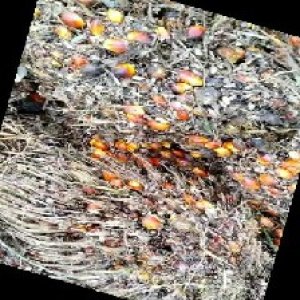 overripe_train (1038).jpg