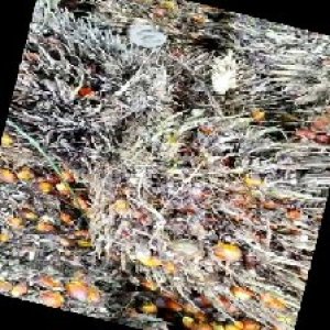 overripe_train (1040).jpg