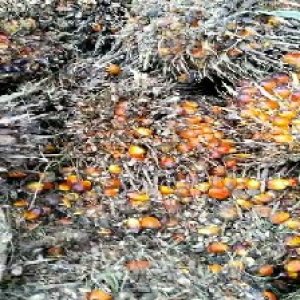 overripe_train (1041).jpg