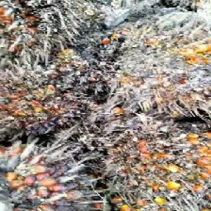 overripe_train (1043).jpg