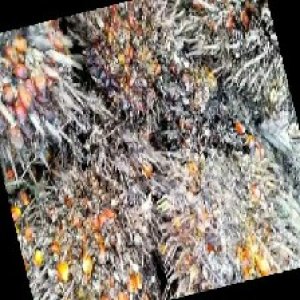 overripe_train (1044).jpg