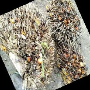 overripe_train (1045).jpg