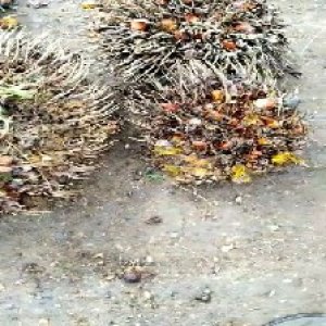 overripe_train (1047).jpg