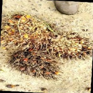 overripe_train (1054).jpg