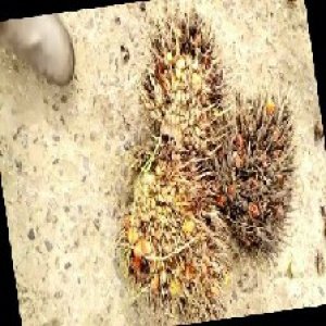 overripe_train (1056).jpg