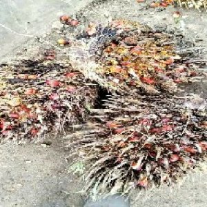 overripe_train (1059).jpg