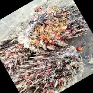 overripe_train (1062).jpg