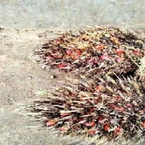 overripe_train (1063).jpg