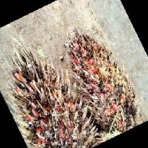 overripe_train (1064).jpg