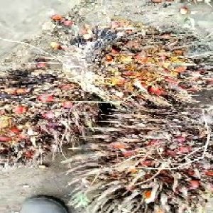 overripe_train (1066).jpg