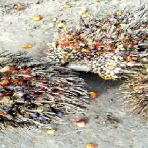 overripe_train (1072).jpg