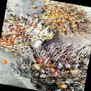 overripe_train (1074).jpg