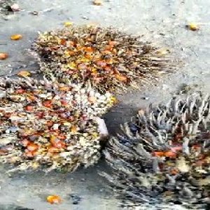 overripe_train (1075).jpg