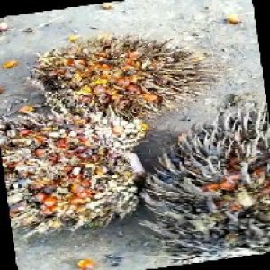 overripe_train (1076).jpg