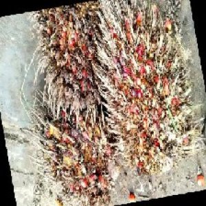 overripe_train (1078).jpg