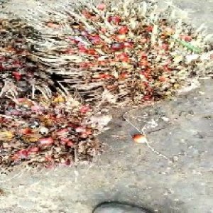 overripe_train (1081).jpg