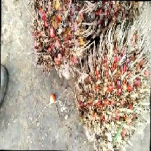 overripe_train (1082).jpg