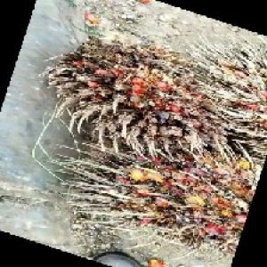 overripe_train (1083).jpg