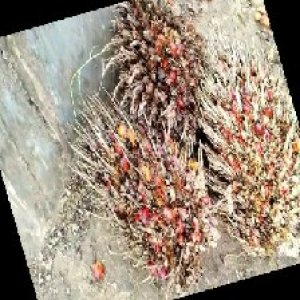 overripe_train (1085).jpg