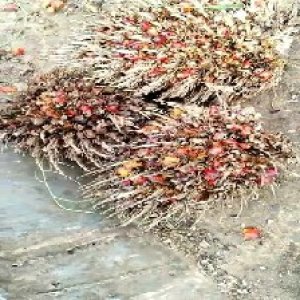 overripe_train (1086).jpg