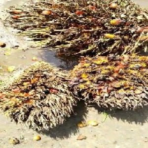 overripe_train (1133).jpg