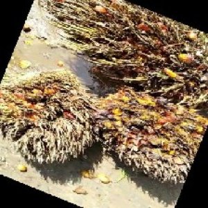 overripe_train (1134).jpg