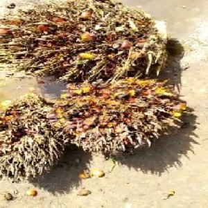 overripe_train (1135).jpg