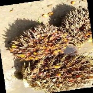 overripe_train (1136).jpg