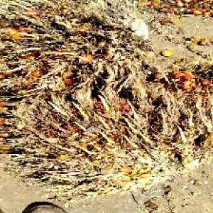 overripe_train (1137).jpg