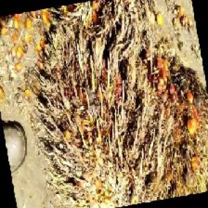 overripe_train (1140).jpg