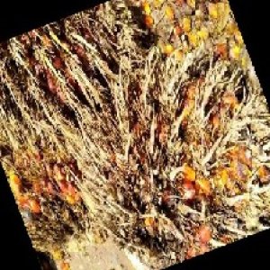 overripe_train (1141).jpg