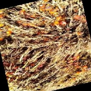 overripe_train (1144).jpg