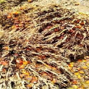 overripe_train (1145).jpg