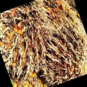 overripe_train (1146).jpg