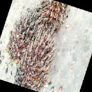 overripe_train (1153).jpg