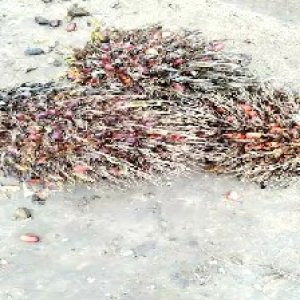 overripe_train (1154).jpg