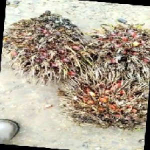 overripe_train (1155).jpg