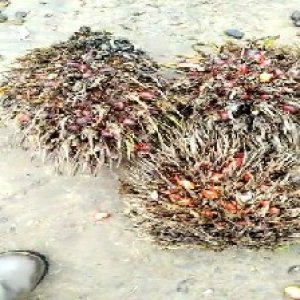 overripe_train (1156).jpg