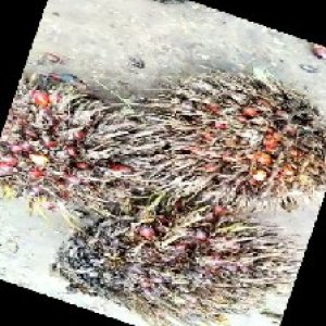 overripe_train (1158).jpg